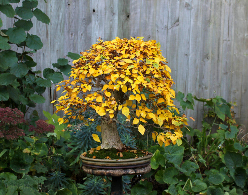 Enchanting English Elm Bonsai Tree with Yamadori Origins, Shari