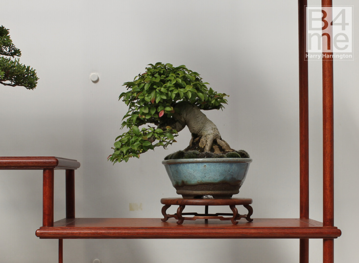 Euonymous Spindleberry Shohin bonsai Wirral Bonsai Show 2019 Andy Hardman