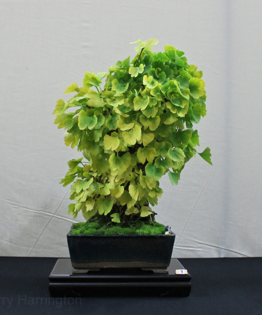 Ginkgo Maidenhair bonsai