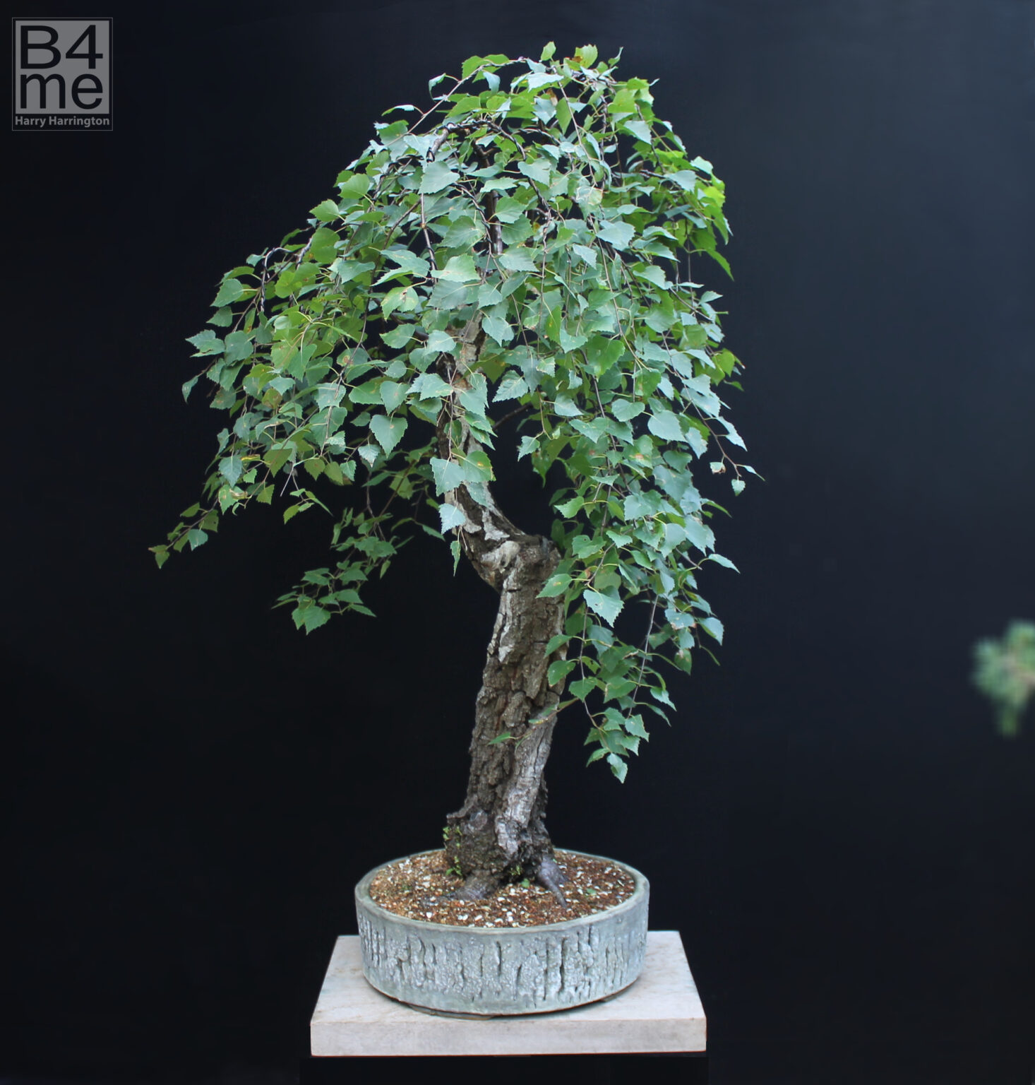 Betula pendula/Silver Birch bonsai Bonsai4Me