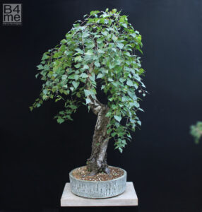 Betula pendula/Silver Birch bonsai
