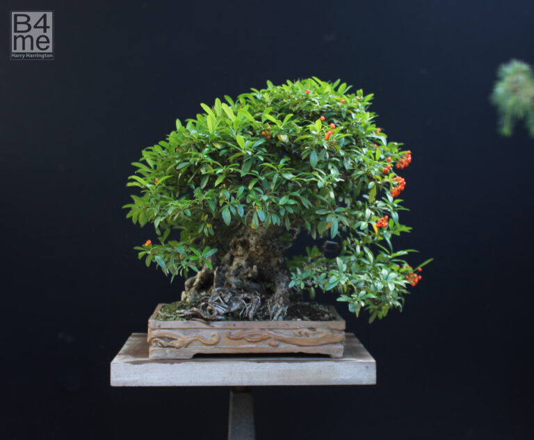 Pyracantha/Firethorn bonsai berries.