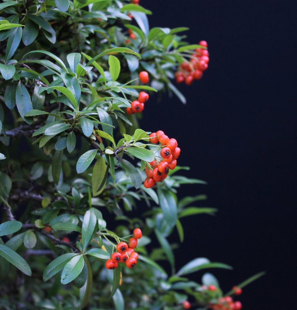 Pyracantha/Firethorn bonsai berries.