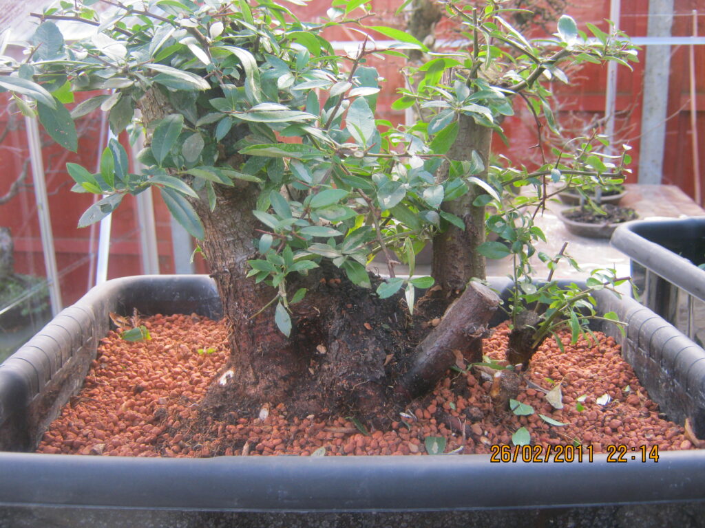 Pyracantha/Firethorn bonsai