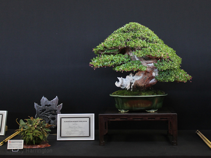 Myrthus communis Owner Antonio Ponce Navarro Pot Mazan Saulieu Bonsai Show 161016