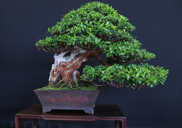 Myrtus communis Owner Andrea Albergo Pot Greg Ceramics Saulieu Bonsai Show 161016 2