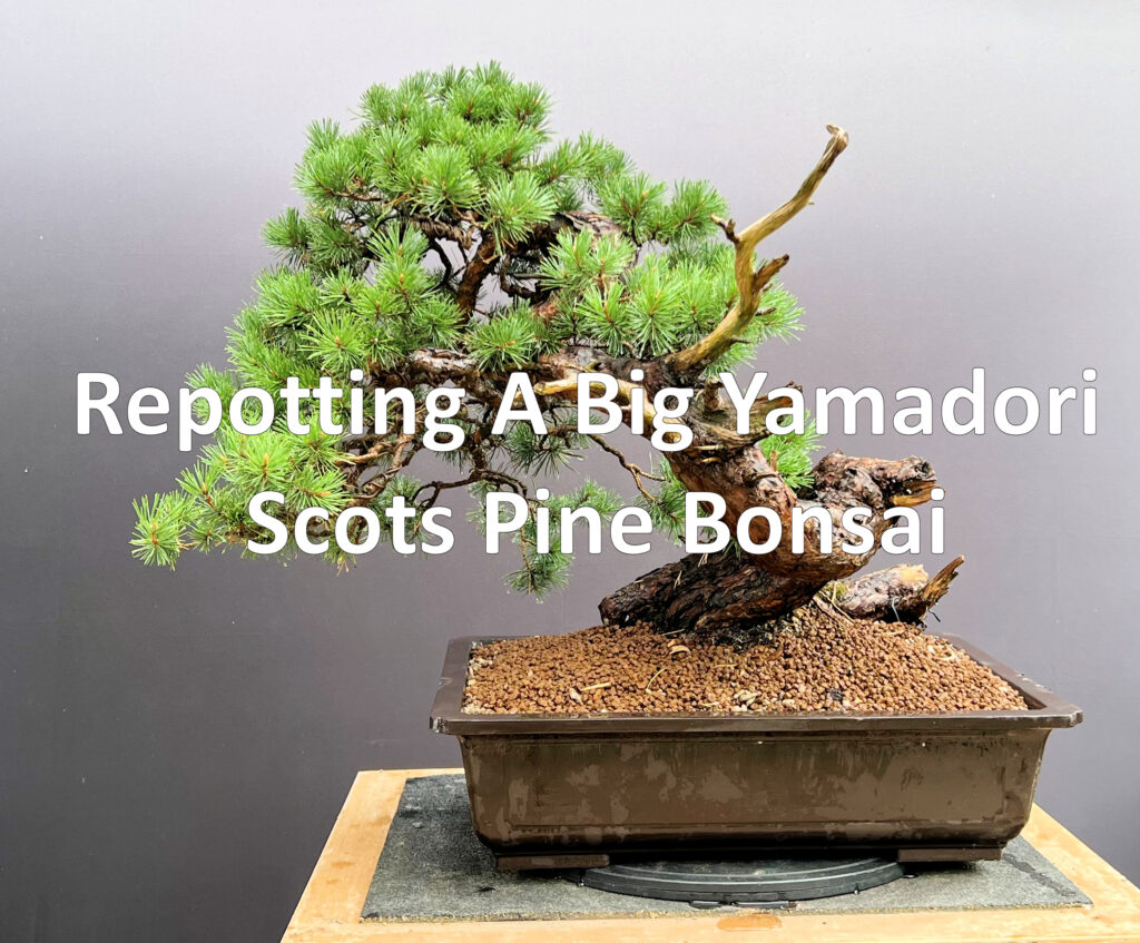 Repotting Pine bonsai