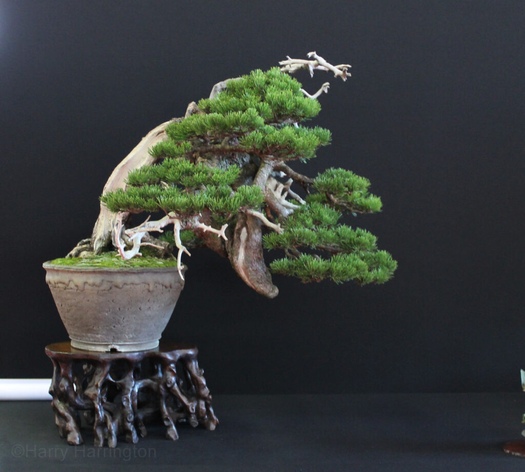 Pinus mugo bonsai