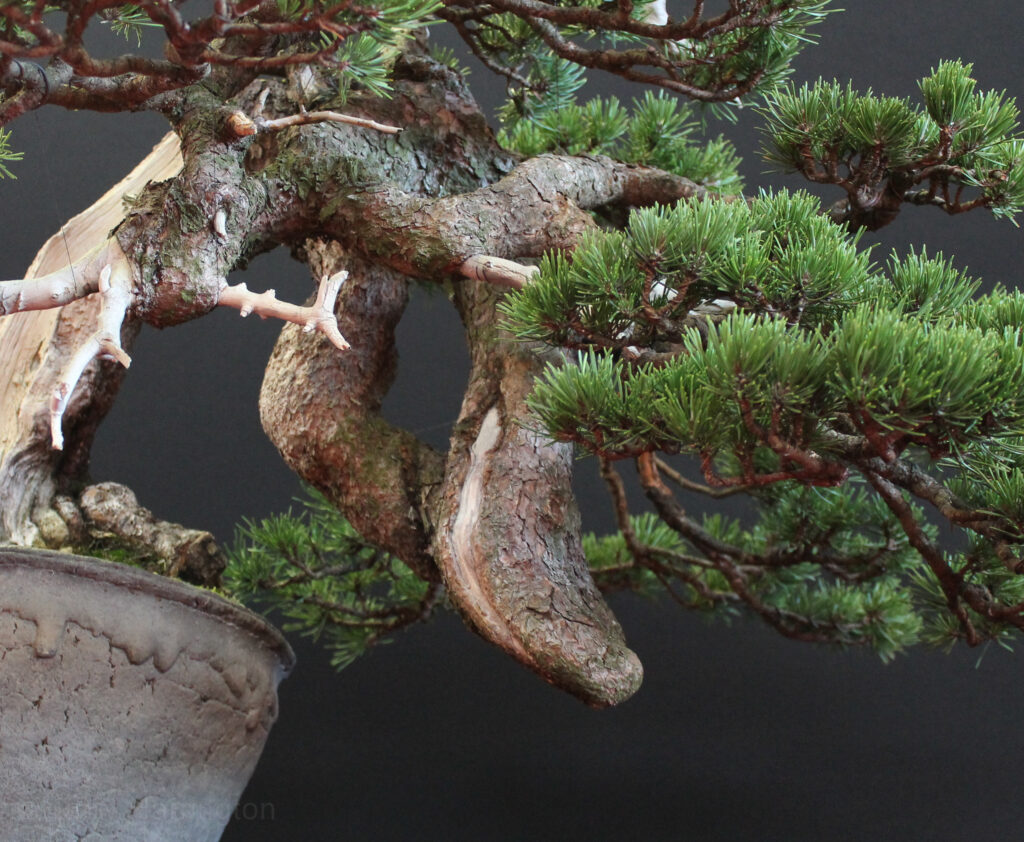 Pinus mugo bonsai detail
