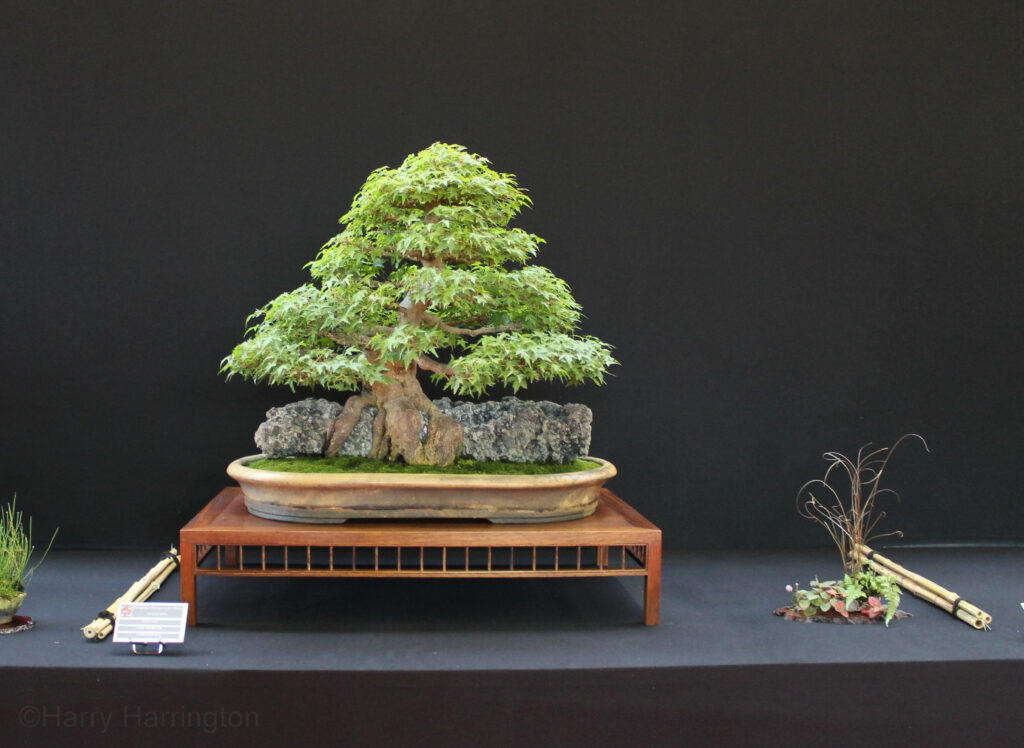 Acer palmatum/Japanese Maple bonsai