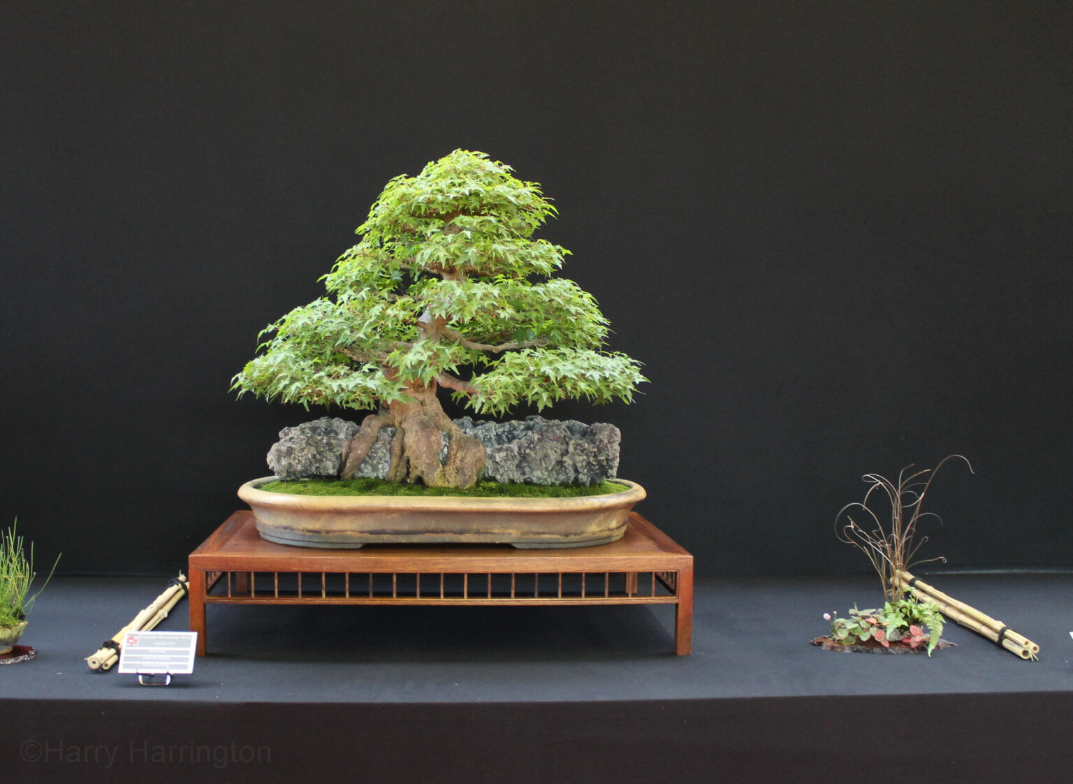 Acer palmatum varieties/Japanese Maples Bonsai 4 Me