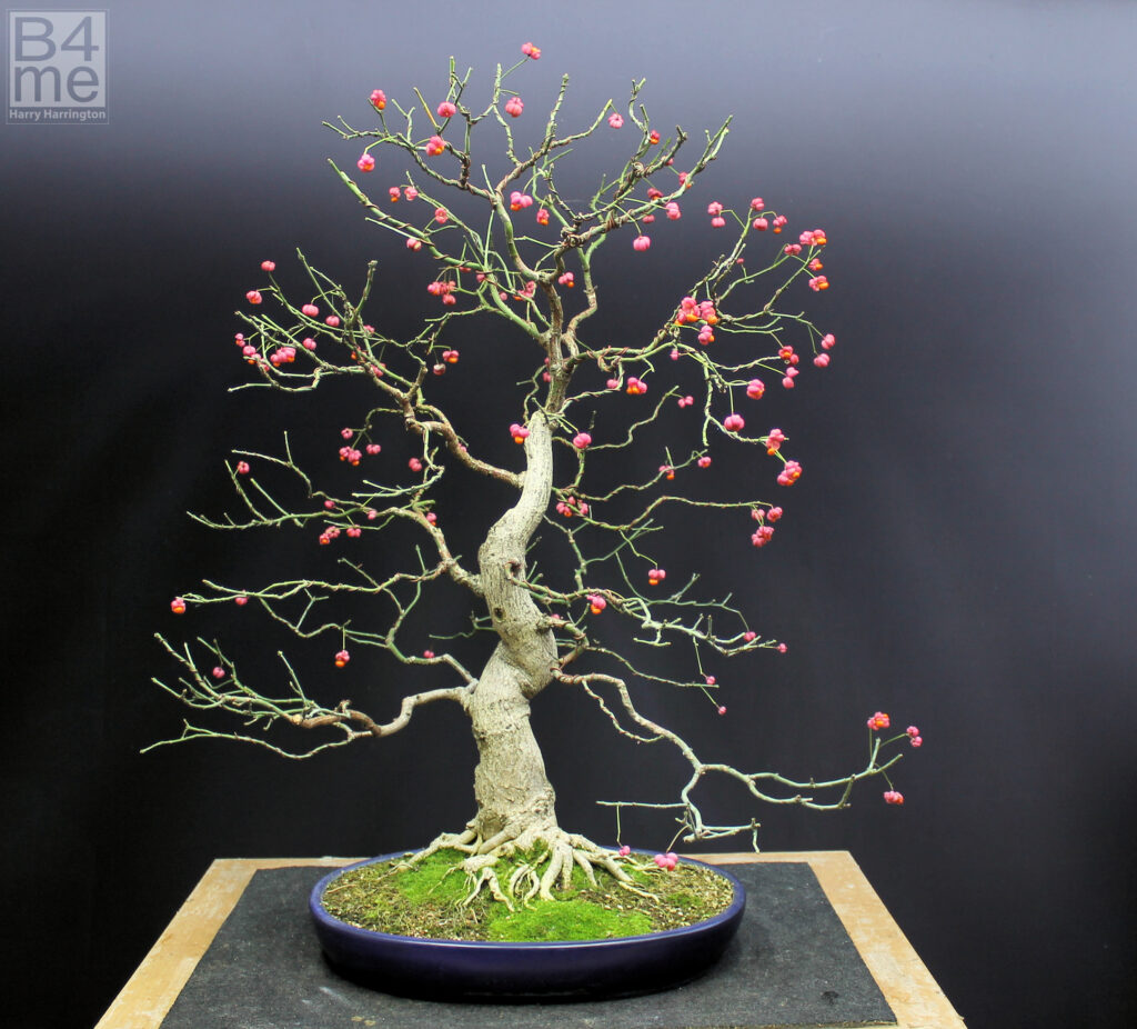 Euonymous europaeus/Spindle bonsai by Harry Harrington.