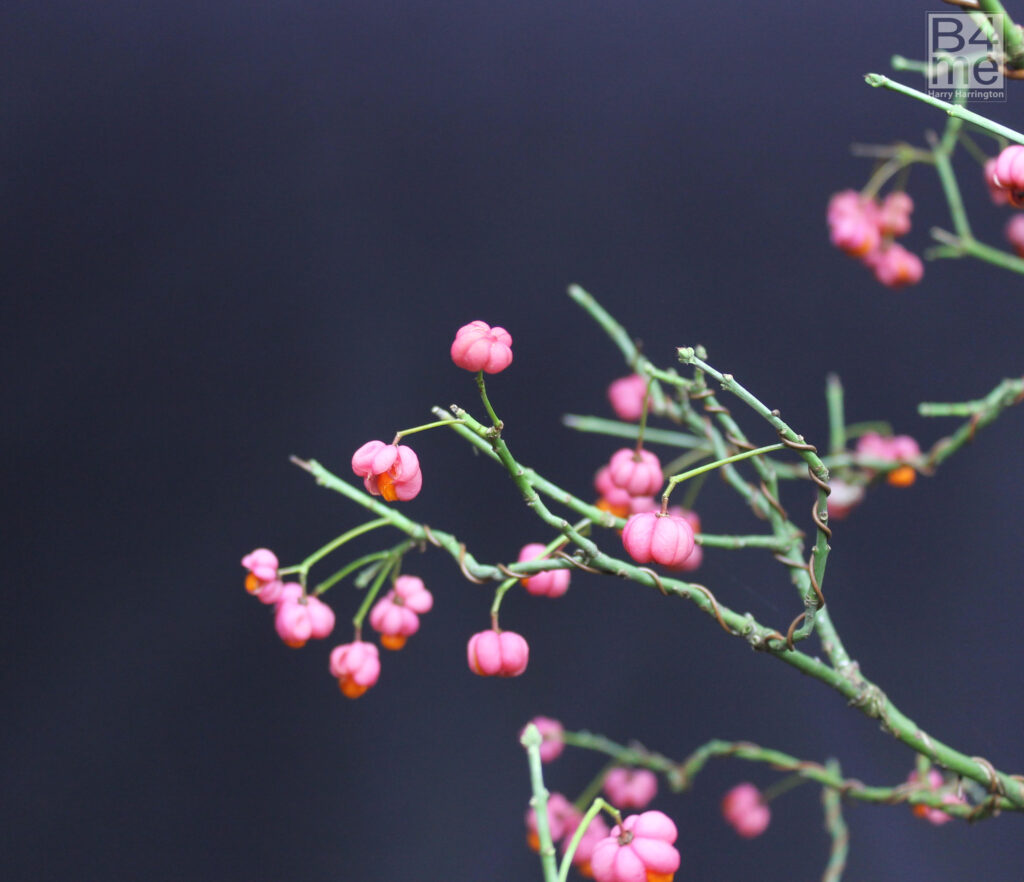 Berries on a Spindle bonsai (Euonymous europaeus).