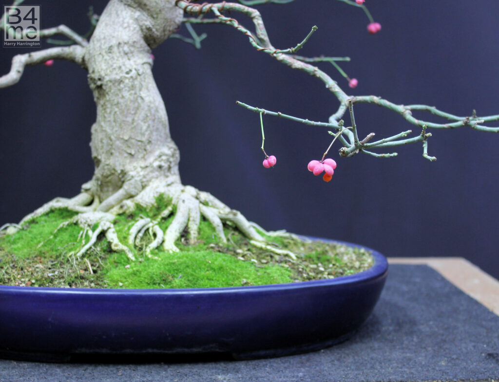 Spindle bonsai berries
