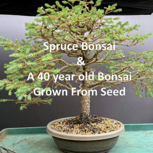 Spruce bonsai video