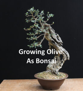 Growing Olive As Bonsai Video