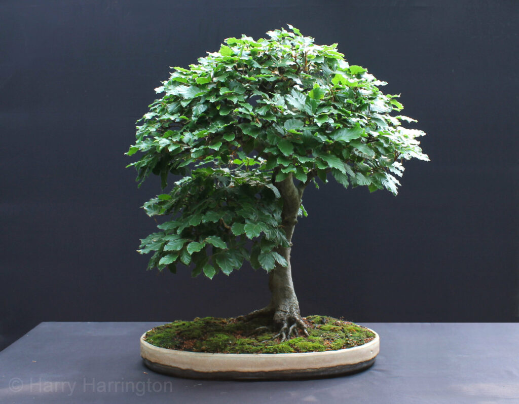 Beech bonsai by Harry Harrington