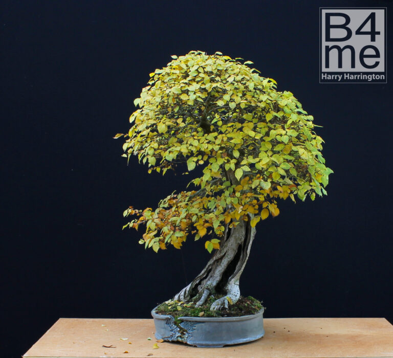 Ulmus minor/English Elm bonsai.