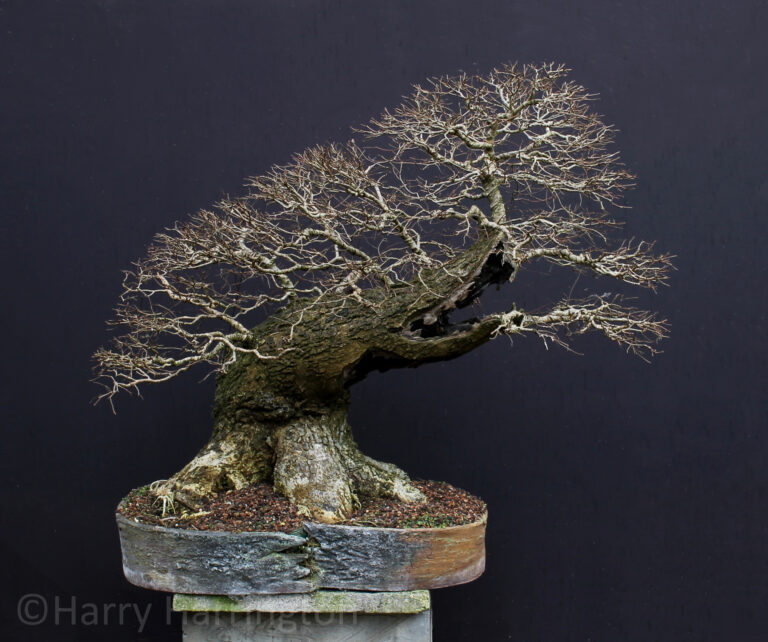 Ulmus minor/Field Elm bonsai