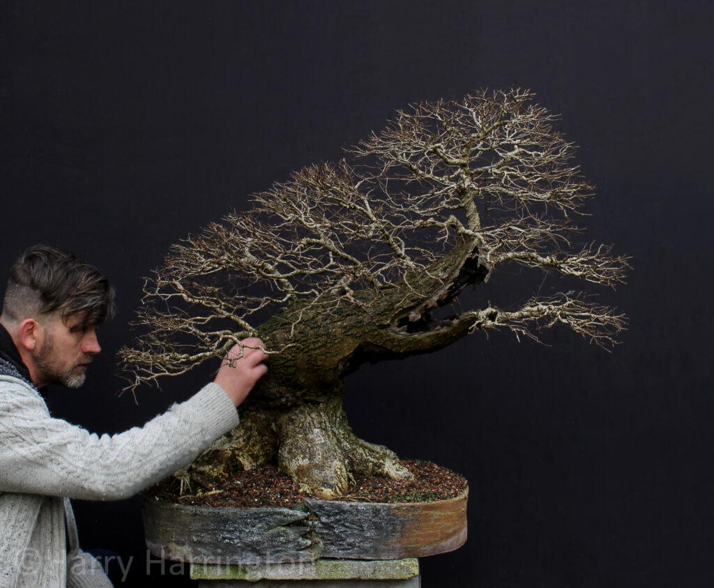 English Elm by Harry Harrington.