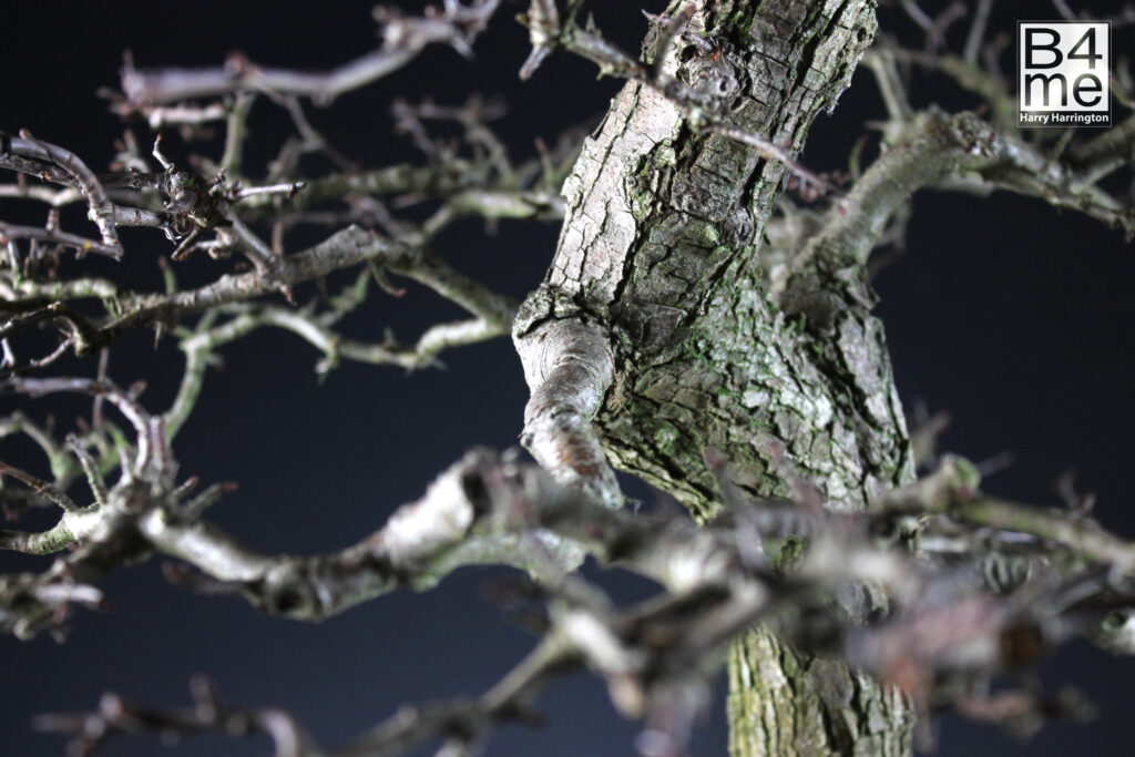 Crataegus monogyna/Common Detail of Hawthorn bonsai in Winter. By Harry Harrington.