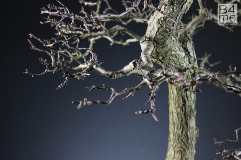 Crataegus monogyna/Common Detail of Hawthorn bonsai in Winter. By Harry Harrington.