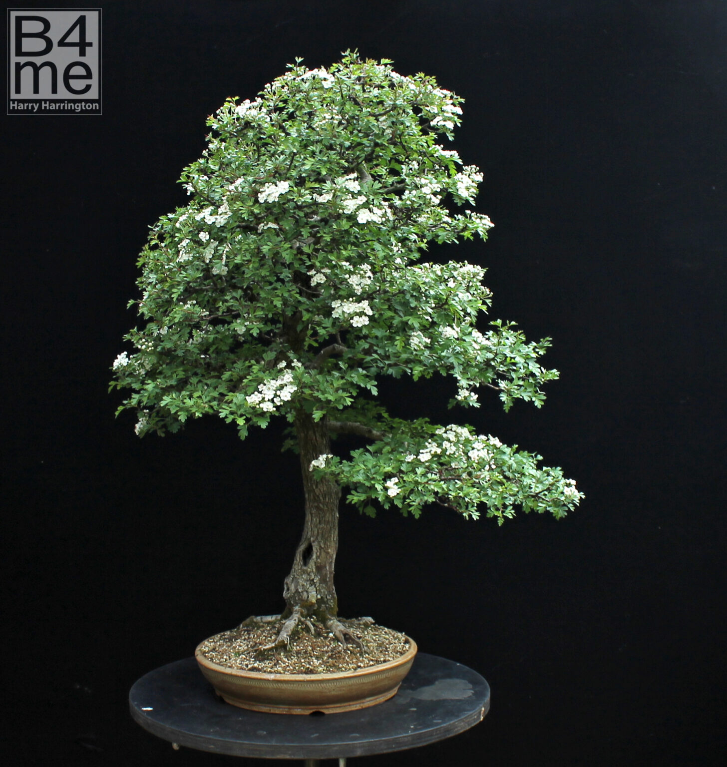 Crataegus monogyna/Common Hawthorn bonsai – Bonsai4Me