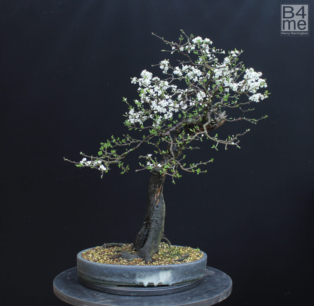 Prunus spinosa/Blackthorn bonsai in flower.