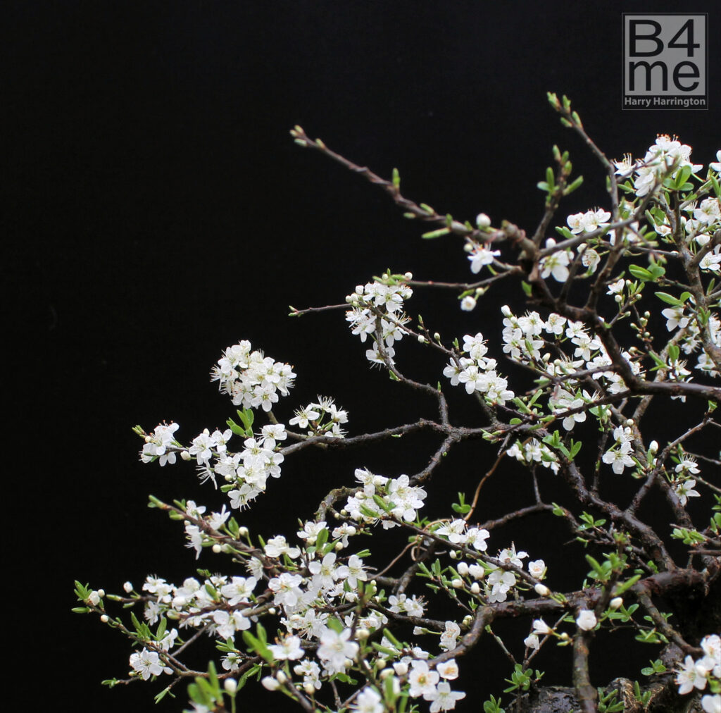 Prunus spinosa/Blackthorn bonsai flowers.