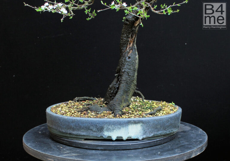 Prunus spinosa/Blackthorn bonsai pot