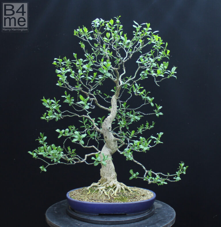 Euonymous europaeus/European Spindle bonsai