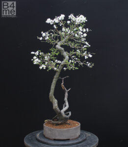 Prunus spinosa/Blackthorn bonsai in flower. By Harry Harrington. Bonsai pot by Thor Holvila.