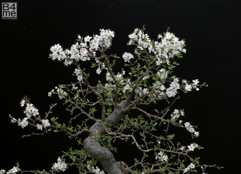 Prunus spinosa/Blackthorn bonsai in flower.