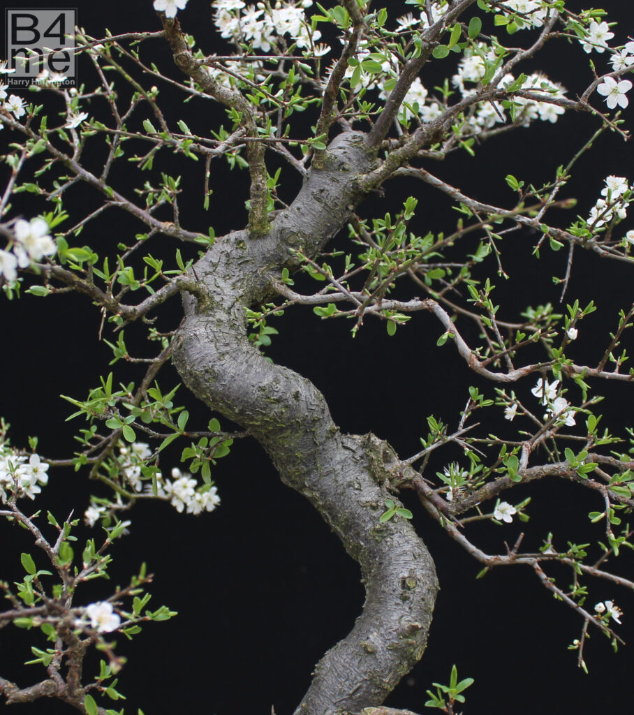 Prunus spinosa/Blackthorn bonsai in flower.