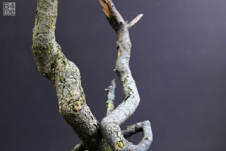 Prunus spinosa/Blackthorn bonsai trunk.