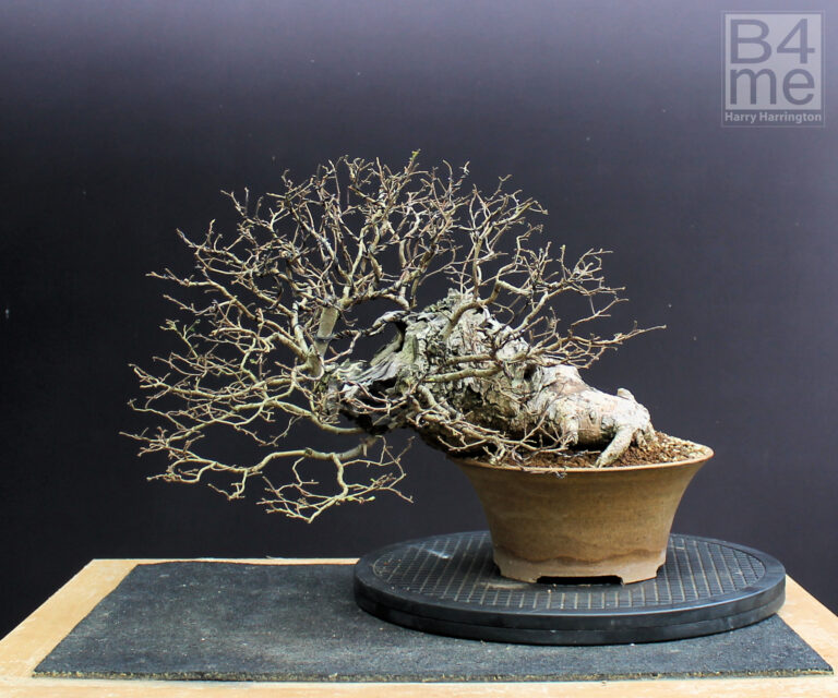 Ulmus minor/English Elm bonsai by Harrington. Bonsai pot by Roman Husmann.