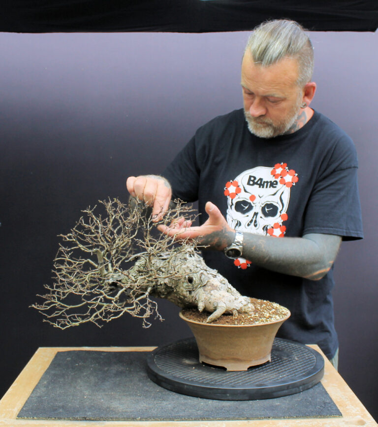 Ulmus minor/English Elm bonsai