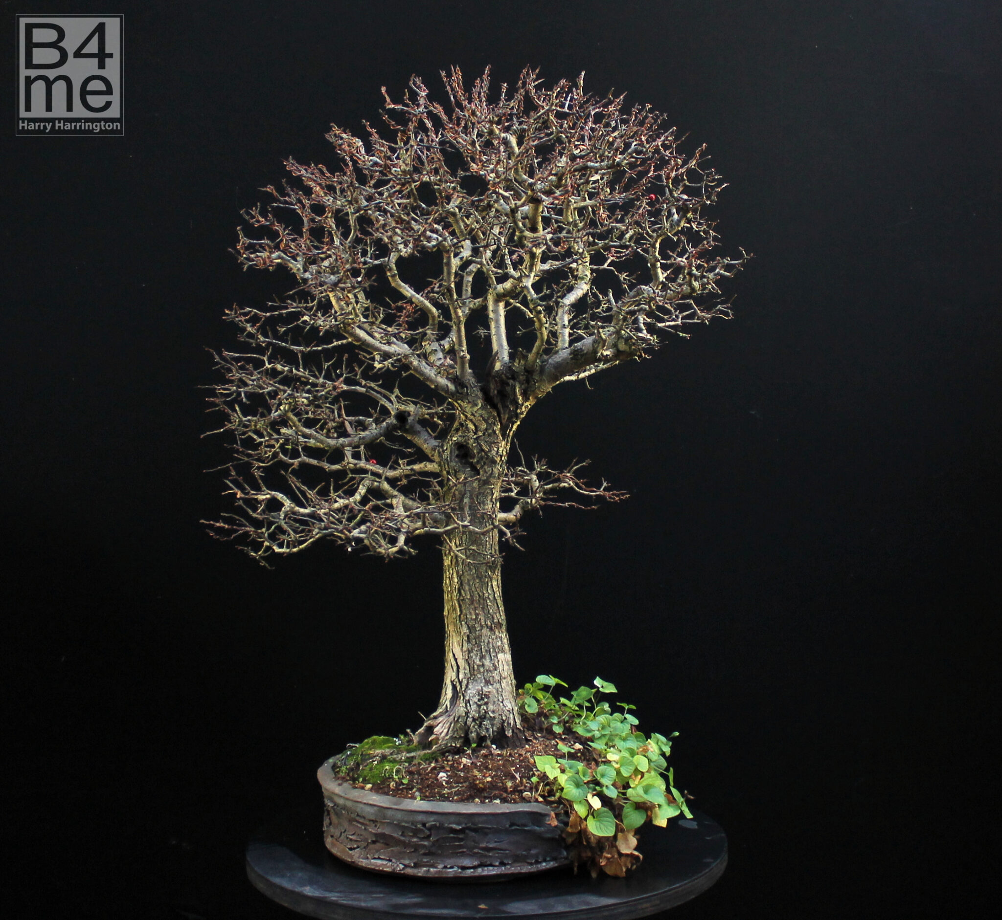 Crataegus monogyna/Common Hawthorn bonsai – Bonsai4Me