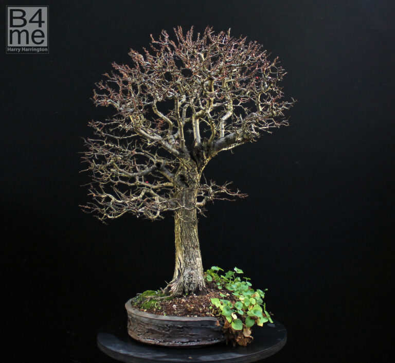 Hawthorn bonsai in Winter
