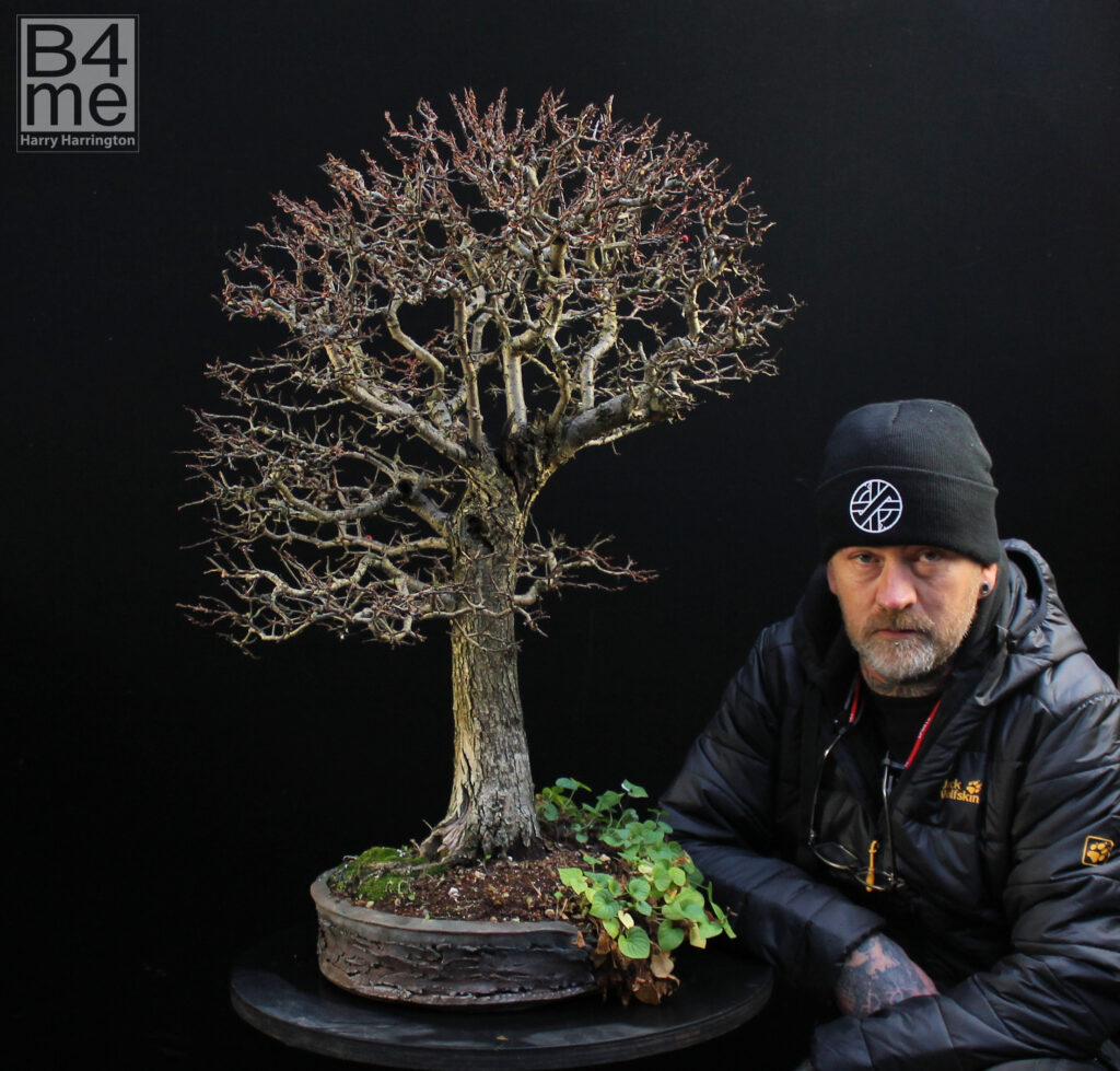 Hawthorn bonsai in Winter and Harry Harrington