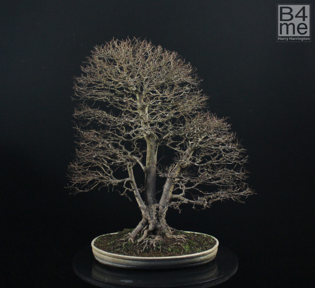 Ulmus pumila/Siberian Elm bonsai