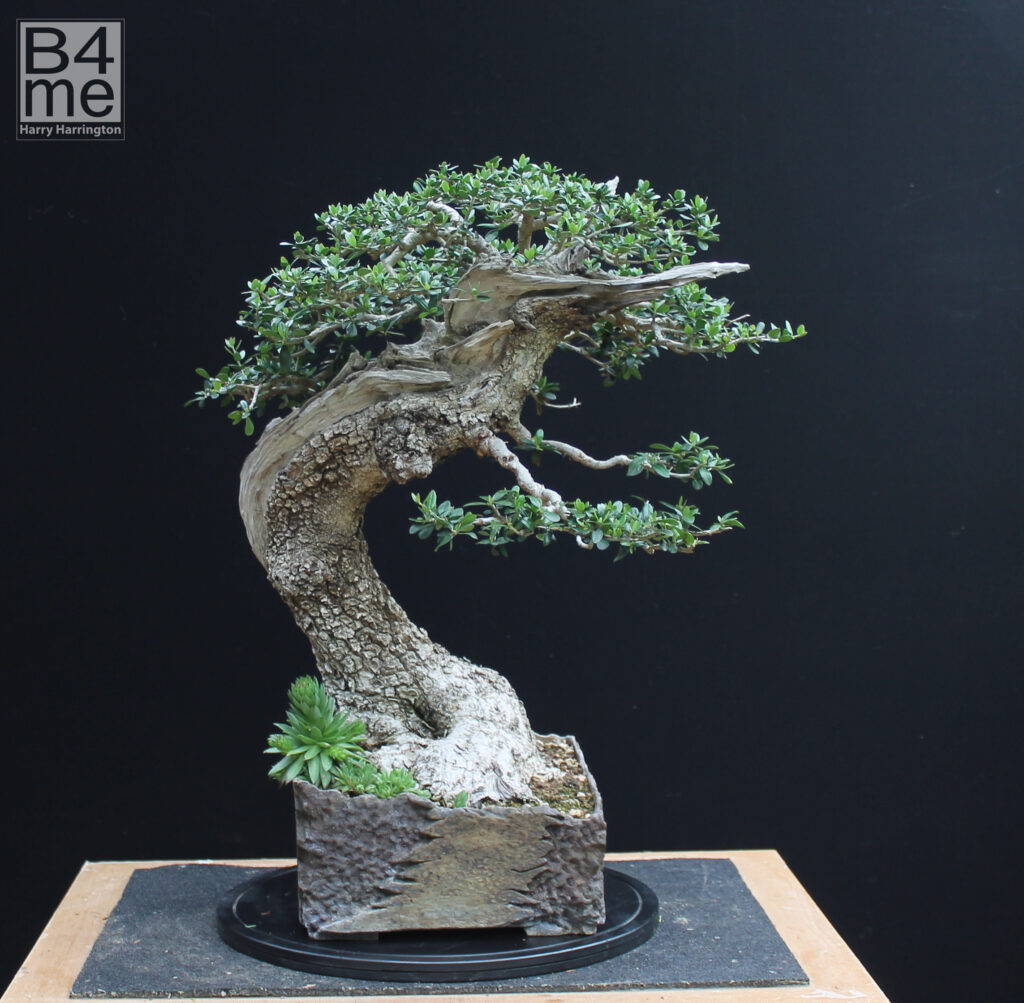 Olea sylvestris / Wild Olive bonsai.
