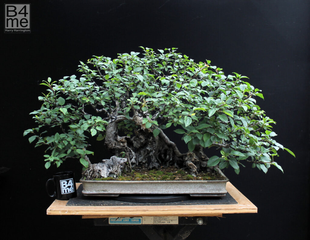 Crab Apple Raft bonsai in Summer.