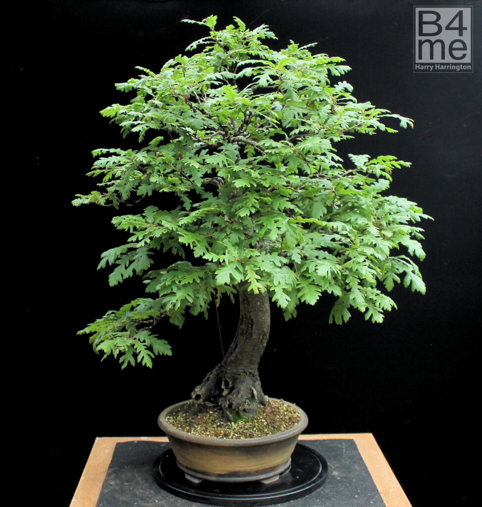 Quercus cerris/Turkey Oak bonsai