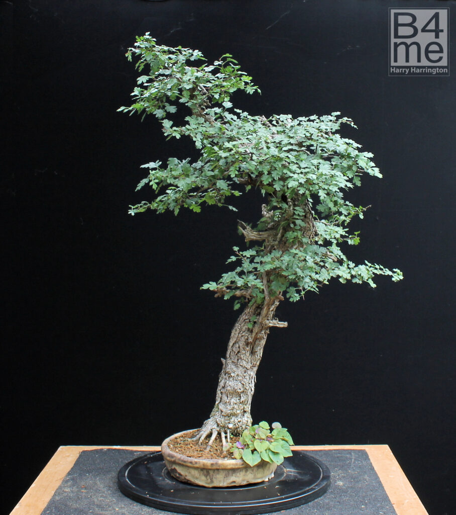 Crataegus monogyna/Common Hawthorn bonsai in Summer. By Harry Harrington.