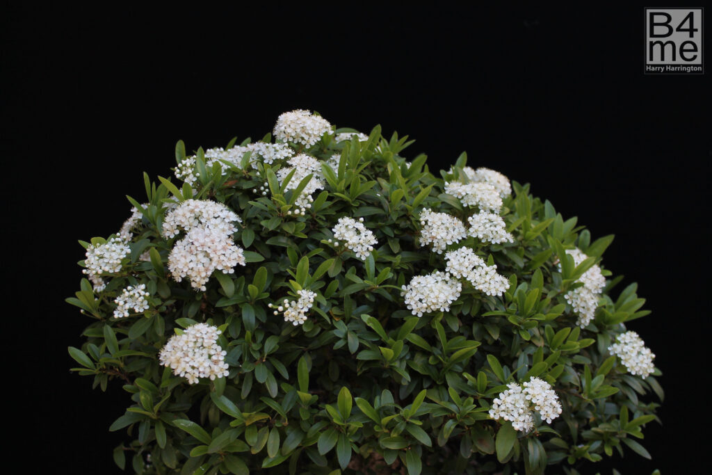Pyracantha/Firethorn bonsai flowers.