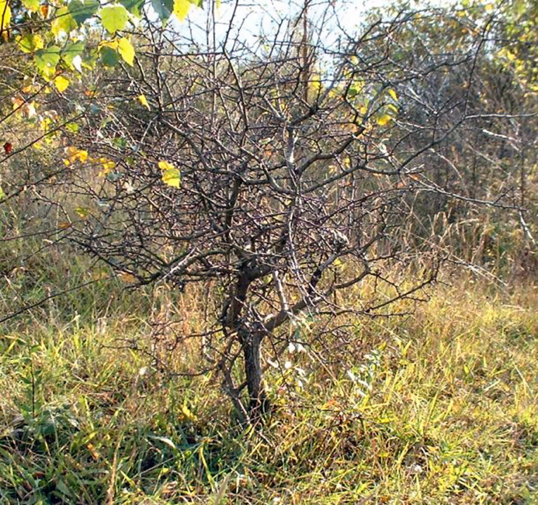 Crataegus monogyna/Common Hawthorn yamadori