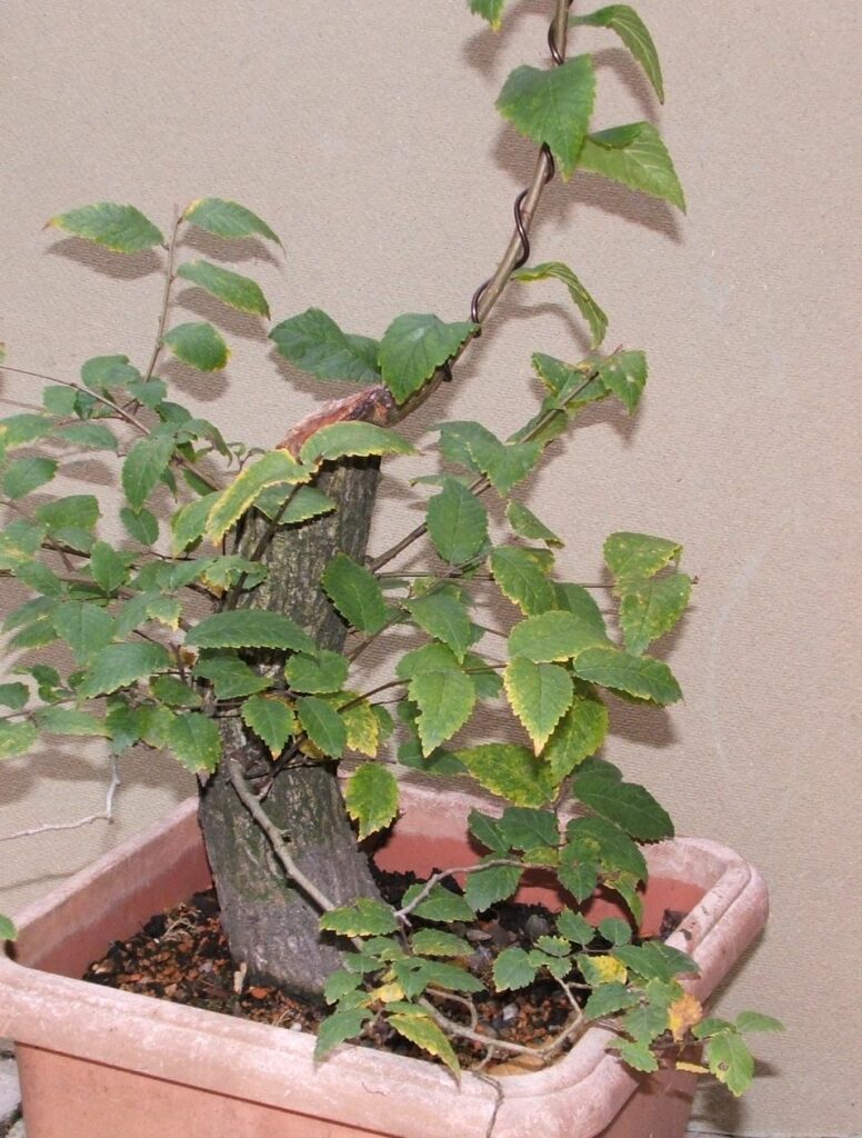 Ulmus minor/English or Field Elm bonsai