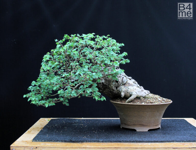 Ulmus minor/English Elm bonsai