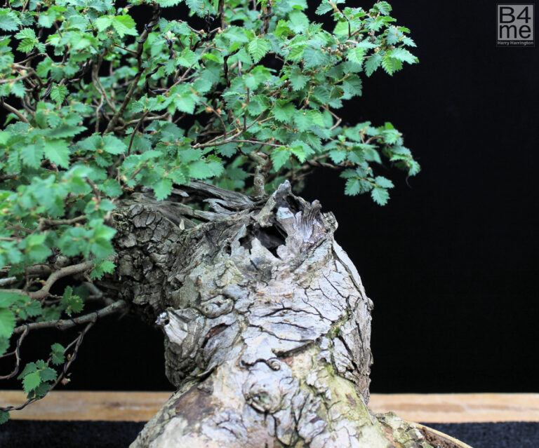 Ulmus minor/English Elm bonsai
